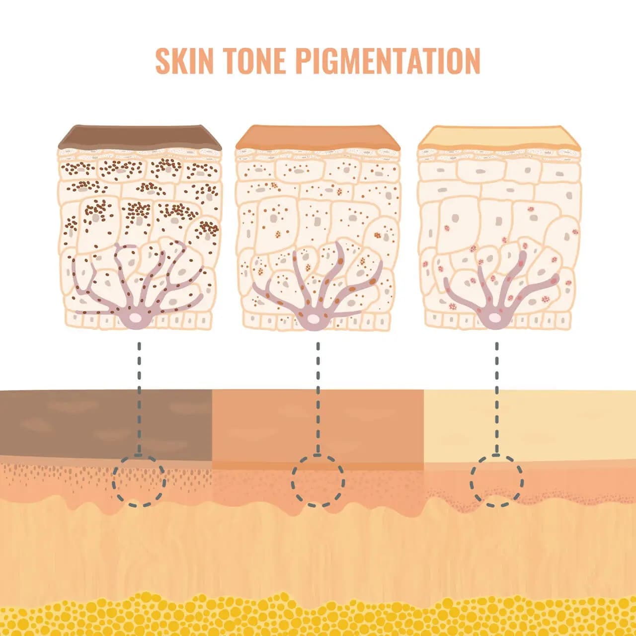 What Is Melanin? A Simple Guide to How It Works in Skin & Hair